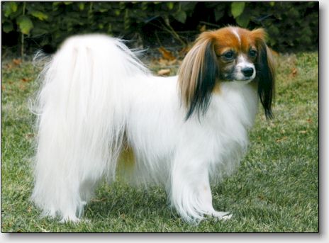 Fancy pictured for the Danish kennel club's magazine