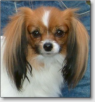 Trixie at 2 years