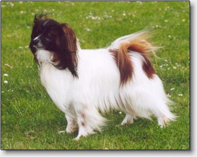 Nougat at 5 years