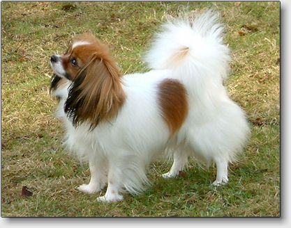 Trixie at 2 years