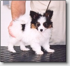 Tip at 10 weeks